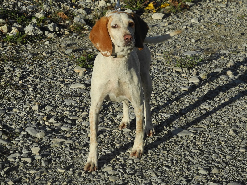 adoption chien epagneul refuge hautes alpes paca gap spa sud alpine