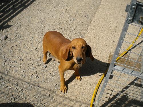 chien femelle chasse adoption refuge spa sud alpine veynes gap paca hautes alpes