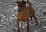chien pinsher adoption spa sud alpine hautes alpes gap veynes paca 