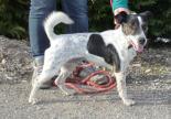 jack russel adoption refuge gap spa sud alpine